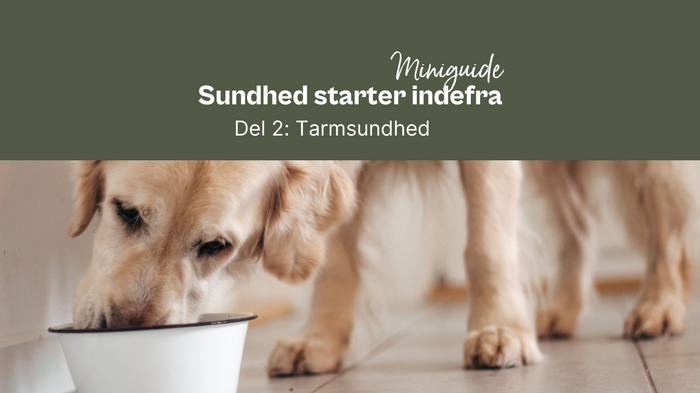 Sundhed starter indefra. Del 2: Tarmsundhed