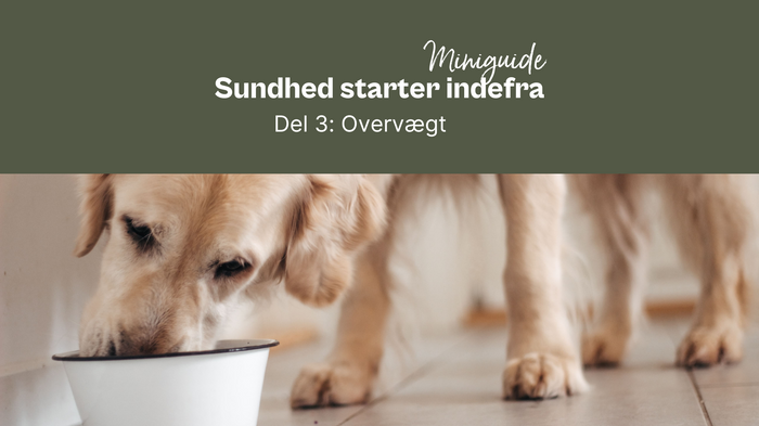 Sundhed starter indefra. Del 3: Overvægt