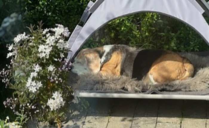 Seniorhund - til besvær?