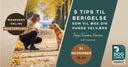 5 tips til berigelse, som vil øge din hunds velvære