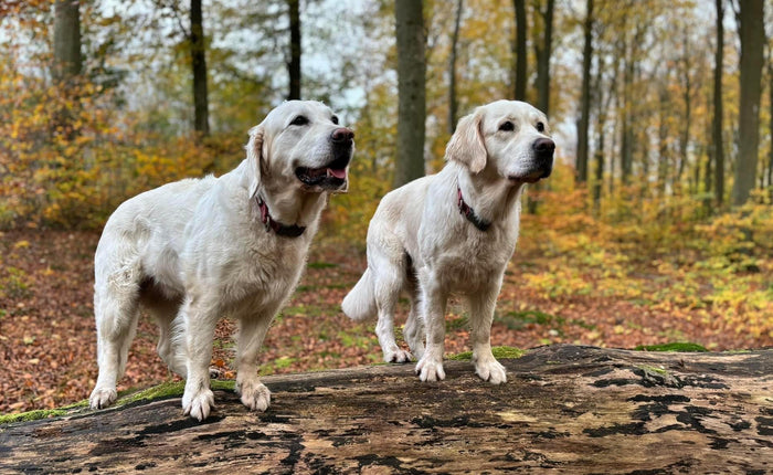 Får din hund lov at være "stædig" og bestemme?