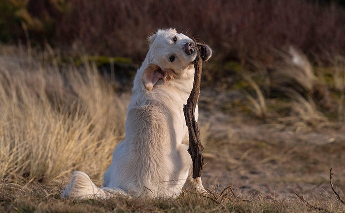 Siger du mest "ja" eller "nej" til din hund?