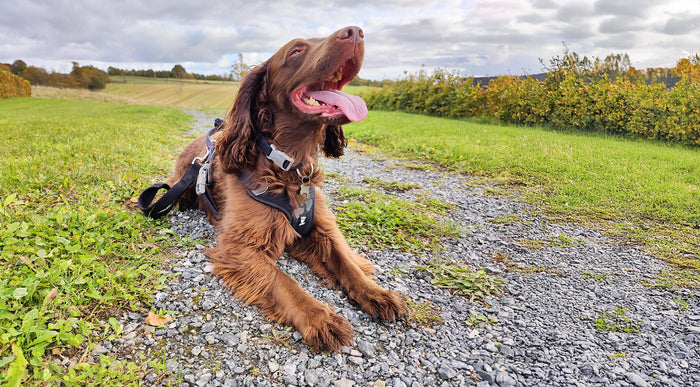 Forstår du, hvad jeg siger?... Kommunikation mellem hund og ejer