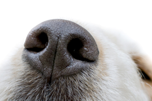 Hundens hjernekapacitet: Bruger 30% på lugtesansen