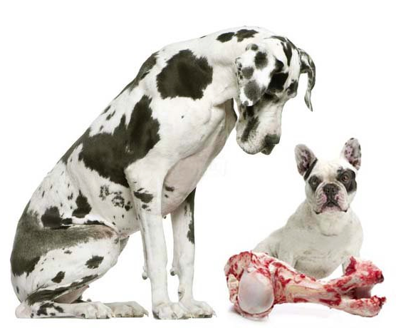 form Bære Nøjagtig Guide: Kom godt i gang med råfodring – DogCoach