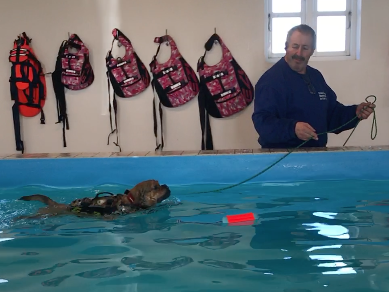 DogCoach Miniguide til hundesvømning