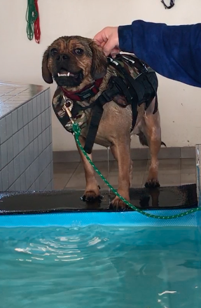 DogCoach reportage – Balders første svømmetime