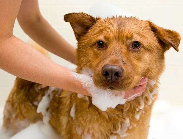 Hvor ofte skal hunde i bad?
