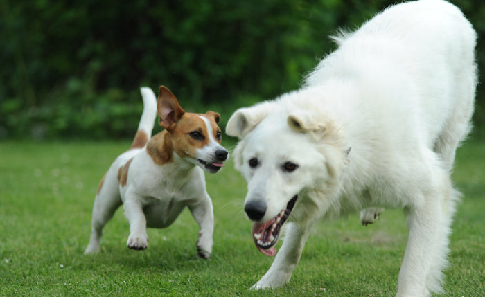 Miniguide del 3: Det hensynsfulde møde hund og hund imellem