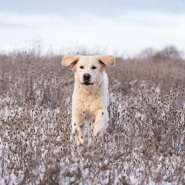Hundeejer i vinterkulden - hvad er dit bedste tip?