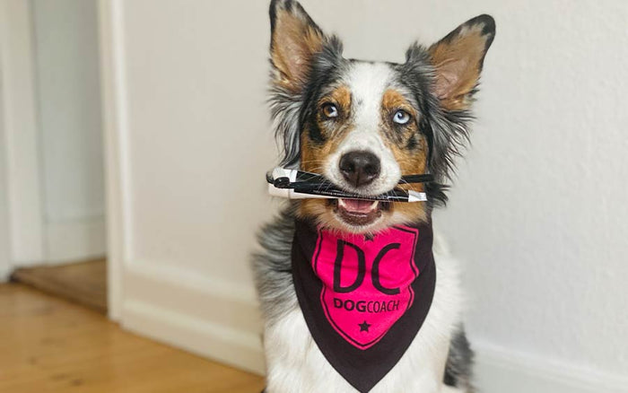Skal man børste tænder – DogCoach