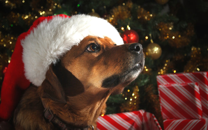 5 måder at fejre juletid ekstra med hund