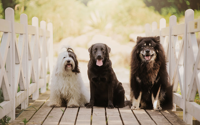 Lær din hund at følges med andre - og få nye hundevenner - del 2