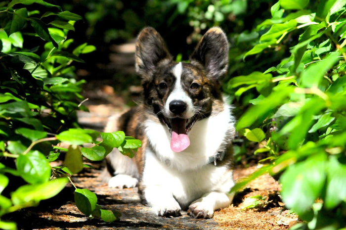 godt på seniorhund – DogCoach