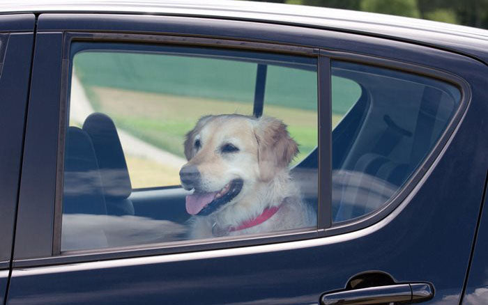 Efterlad aldrig hunden i en varm bil