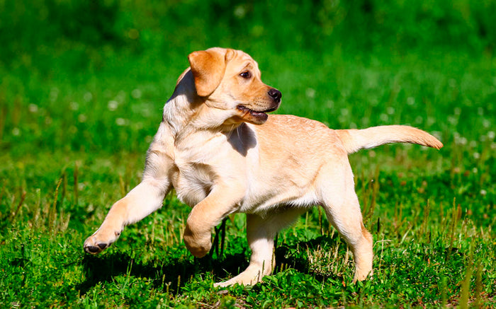 Lydighedstræning: Hjælp, lystrer din hund (heller) – DogCoach