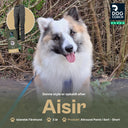 Dog Walker Allround Pants | Black | Short | Aisir