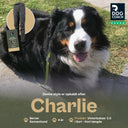 Winterhose 3.0 | Kurz | Schwarz | Charlie