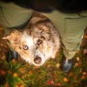 Winterhose 2.0 | Short | Beetle | Jax