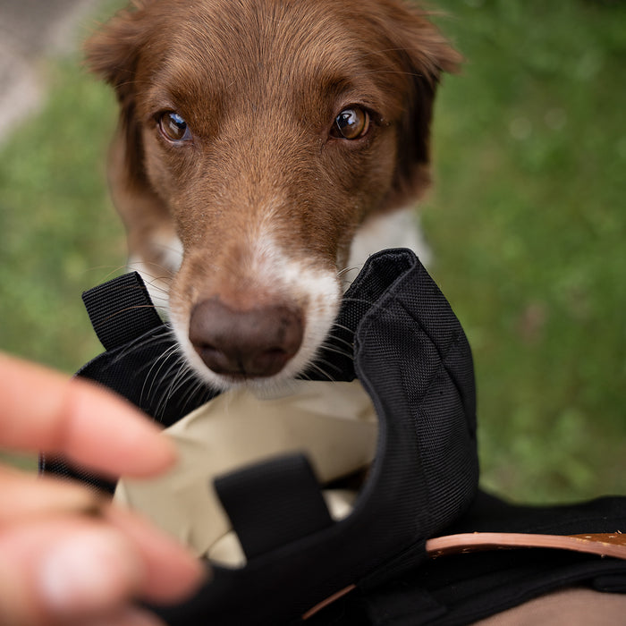 DogCoach Godbidslomme | Elite | XL | Sort | Perro