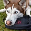 Belt Bag | Burgundy | Marley